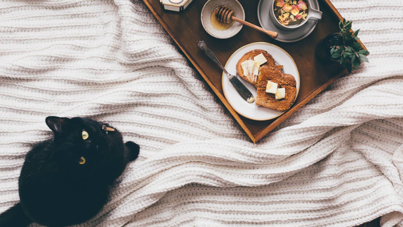 Jak poznat důvěryhodný útulek, odkud si chci vzít kočku TIP#092